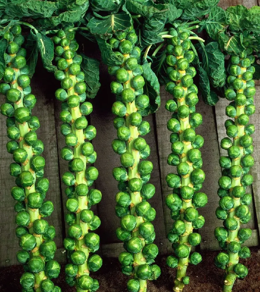Brussels Sprouts belong to the family of cabbage and grows just like a sprout.